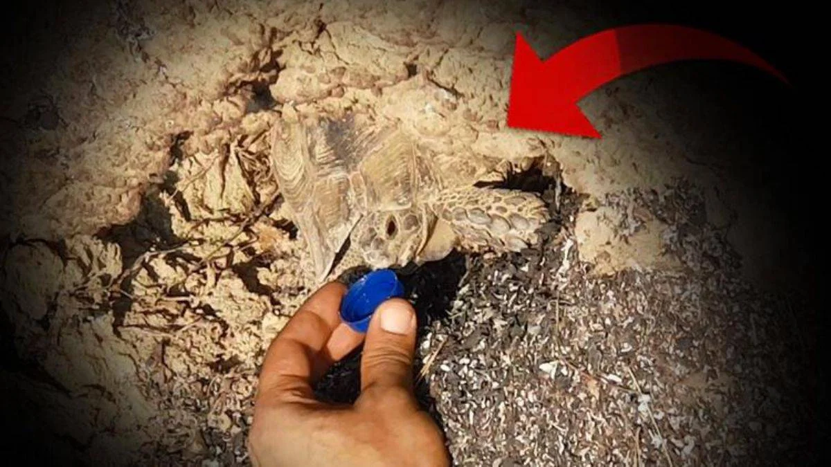Manavgat'ta kaplumbağanın mucize kurtuluşu