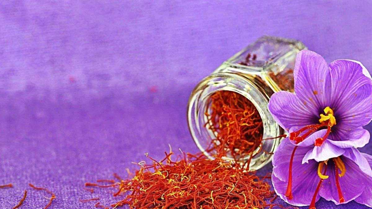 'Mucize bitki'de bu yıl 25 kilogram üretim hedefleniyor