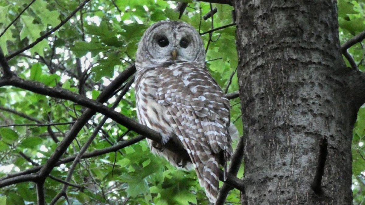 New York'un ünlü baykuşu kaza sonucu öldü
