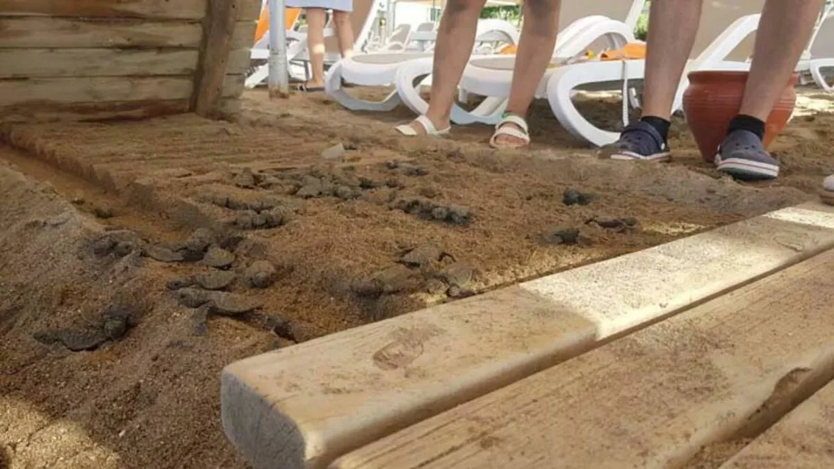 Onlarca caretta caretta, otelin kumsala koyduğu yürüme bandının altında kalarak öldü