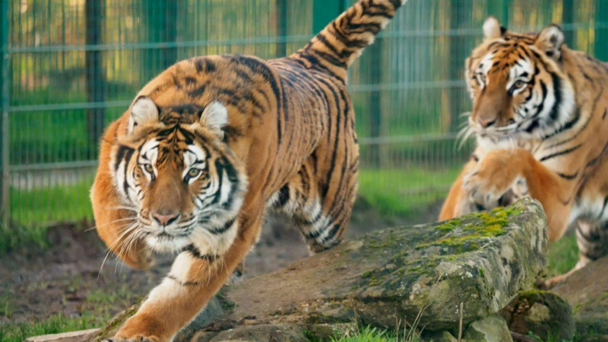 Safari parkında dehşet! Kaplanın saldırısında yaşamını yitirdi