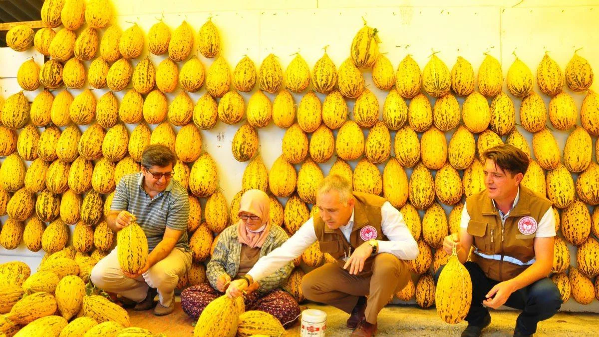 Yorganla toplanan 12 bin ton kavun kış aylarına hazırlanıyor