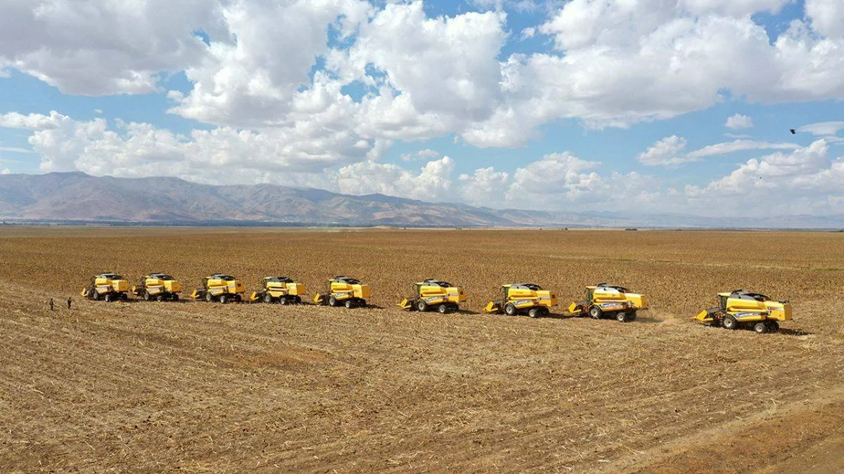 28 milyon liralık ayçiçeği hasadı başladı