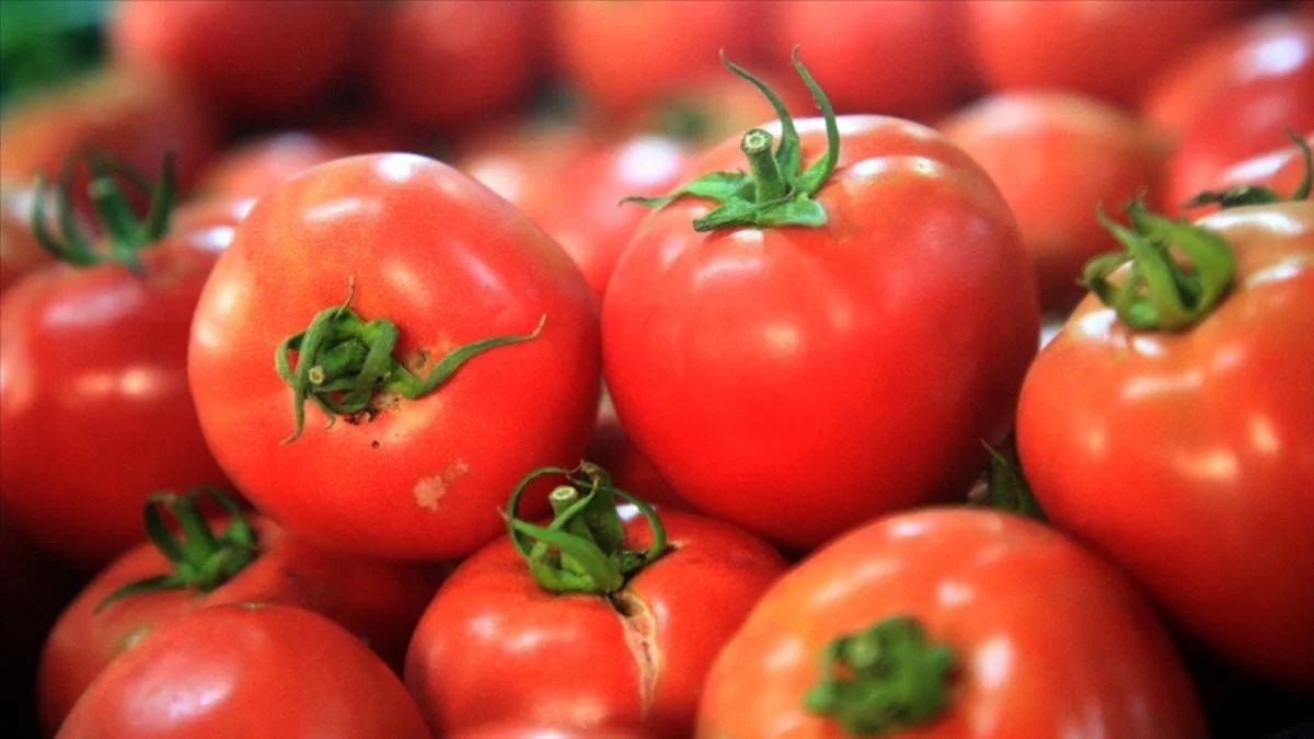 8 aylık yaş meyve sebze ihracatının şampiyonu kiraz ve domates oldu