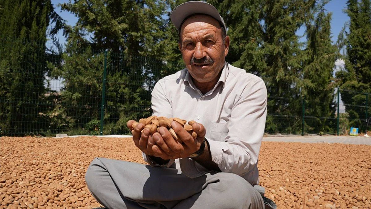 Adıyaman badem üretim merkezi oluyor; Türkiye dünyada 4'üncü
