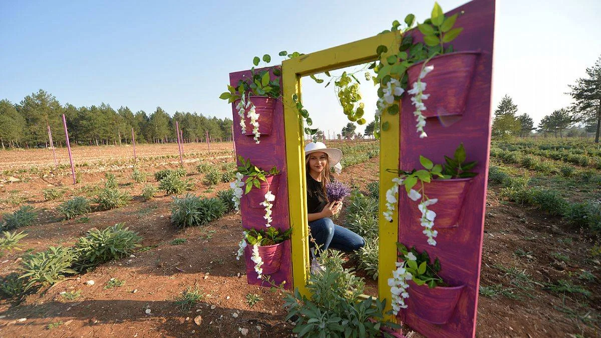Aromatik bitki şehri tarihi ilçeye 'derman' oluyor
