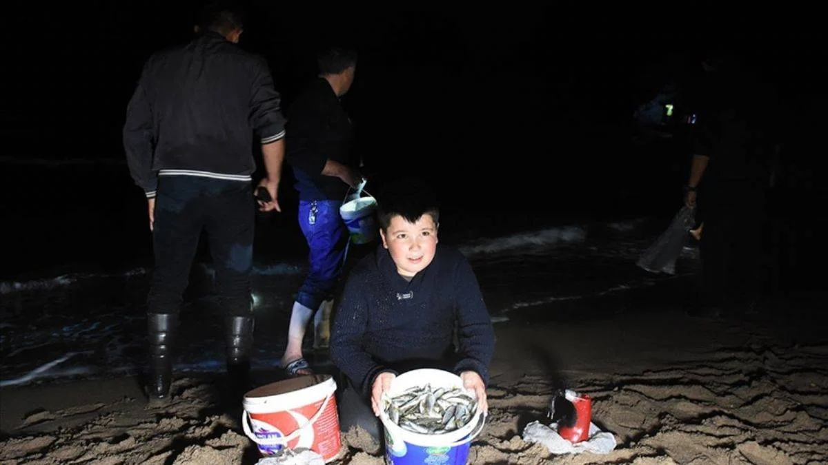 Batı Karadeniz'de tonlarca balık kıyıya vurdu; çuvalı, kovayı kapan sahile koştu!