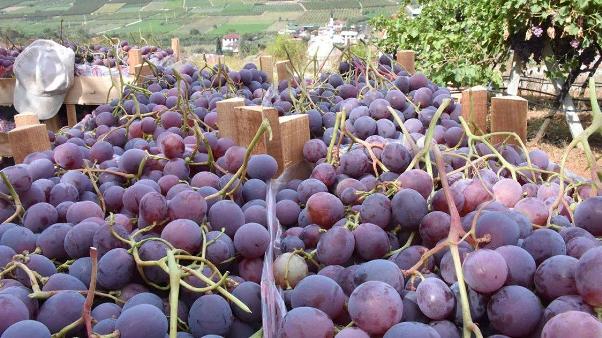 Bilecik'in 'Red Globe' cinsi üzümleri ihracata hazır; kilosu 3-4 TL