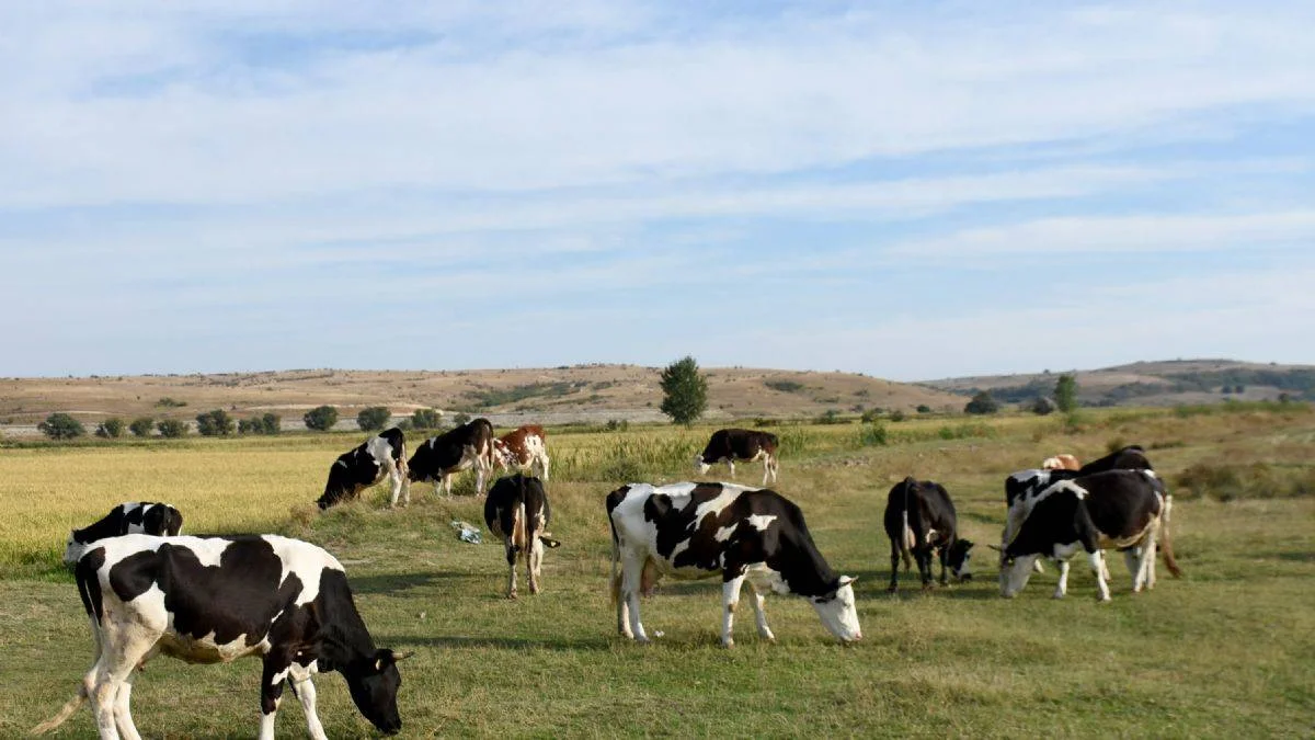 Edirne'nin 8 köyünde 'mavi dil' karantinası