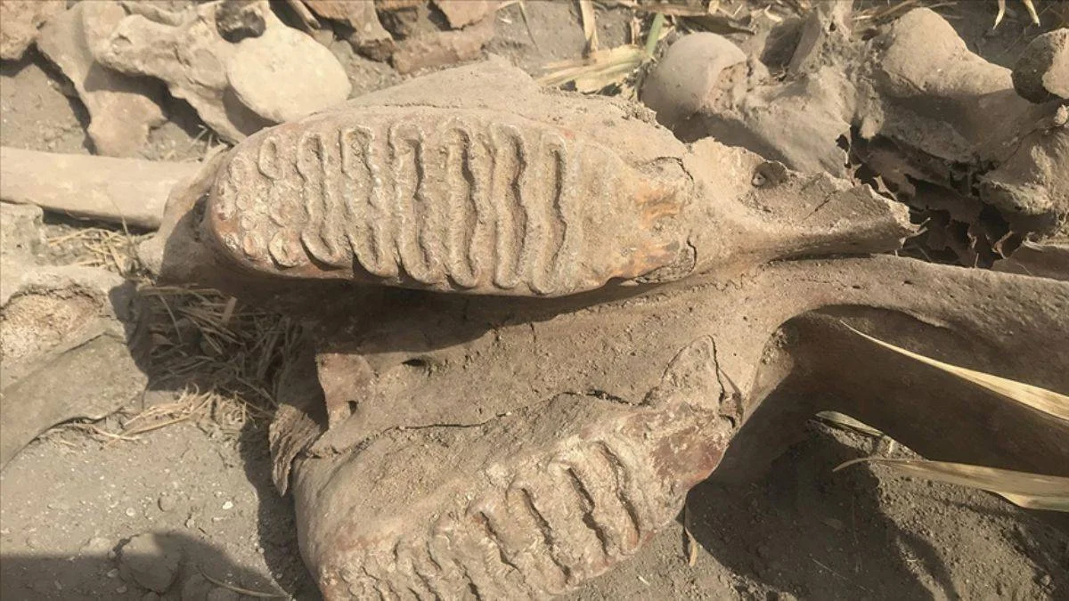 Ekim için sürülen tarlada fil fosili bulundu