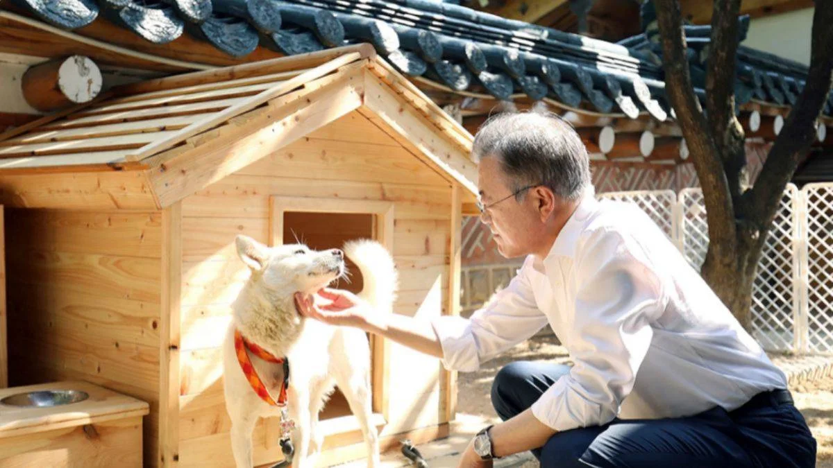 Güney Kore lideri Moon: Köpek eti tüketimini yasaklamanın zamanı