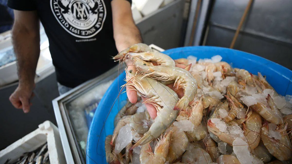 Hatay'da jumbo karides bolluğu; kilosu 160 TL