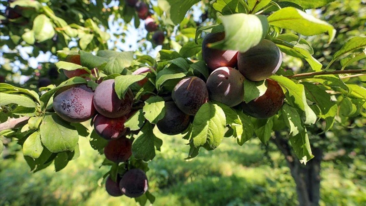 Iğdır'ın anjola(kara) eriği; her ağaç 100 kilo veriyor