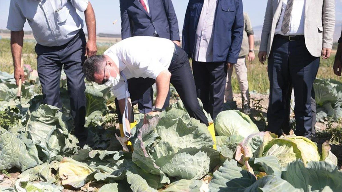 İki bin rakımlı Daphan Ovası'nda sebze/meyve hasadına başlandı