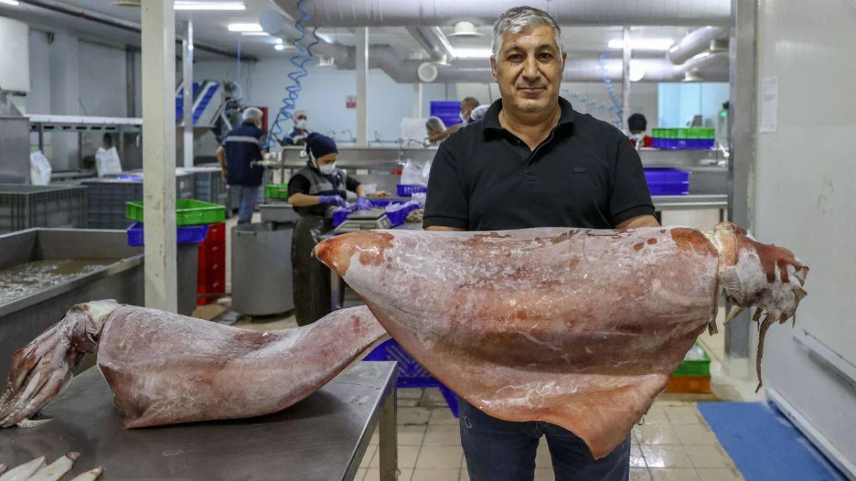 İzmir'de ilk defa 16 kiloluk kalamar yakalandı