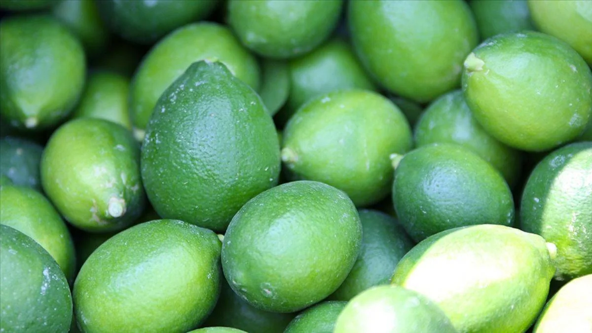Limonda hasat zamanı; hedef 500 bin tondan fazla ihracat