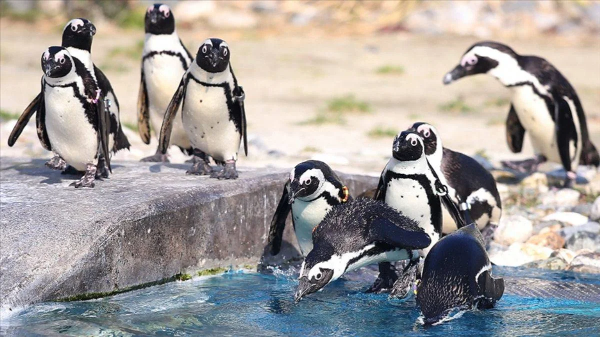 Nesli tükenmekte olan penguenler arı saldırısında telef oldu