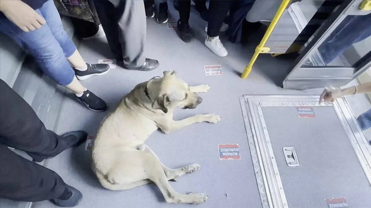 Otobüse binen 'gezgin köpek' herkesin ilgisini çekti