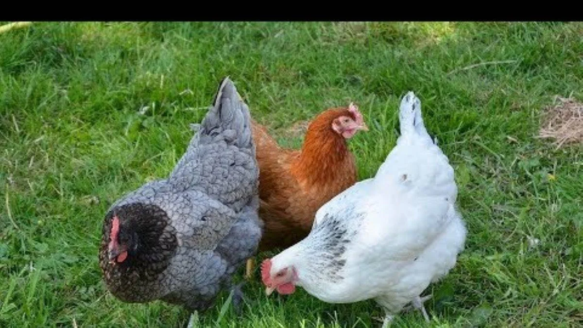 Rüyada tavuk görmek ne anlama gelmektedir? Rüyada tavuk görmek Diyanet tarafından nasıl yorumlanır?