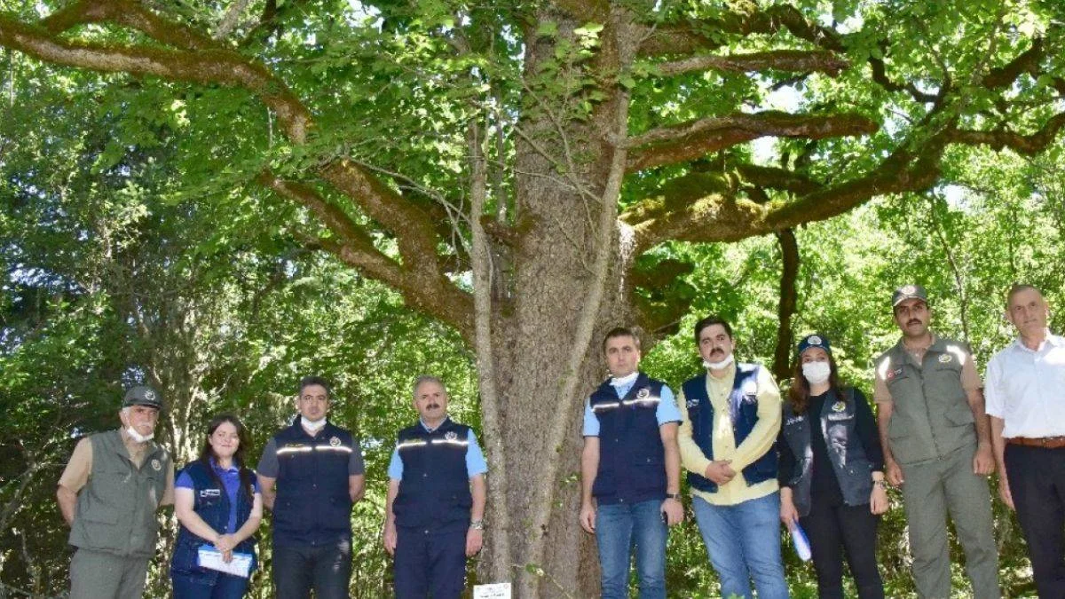 'Türk fındığı'nın genleri Bolu'da koruma altında