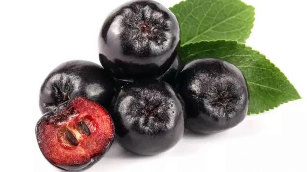 Aronya meyvesi faydaları neler? Aronya nerede satılır?