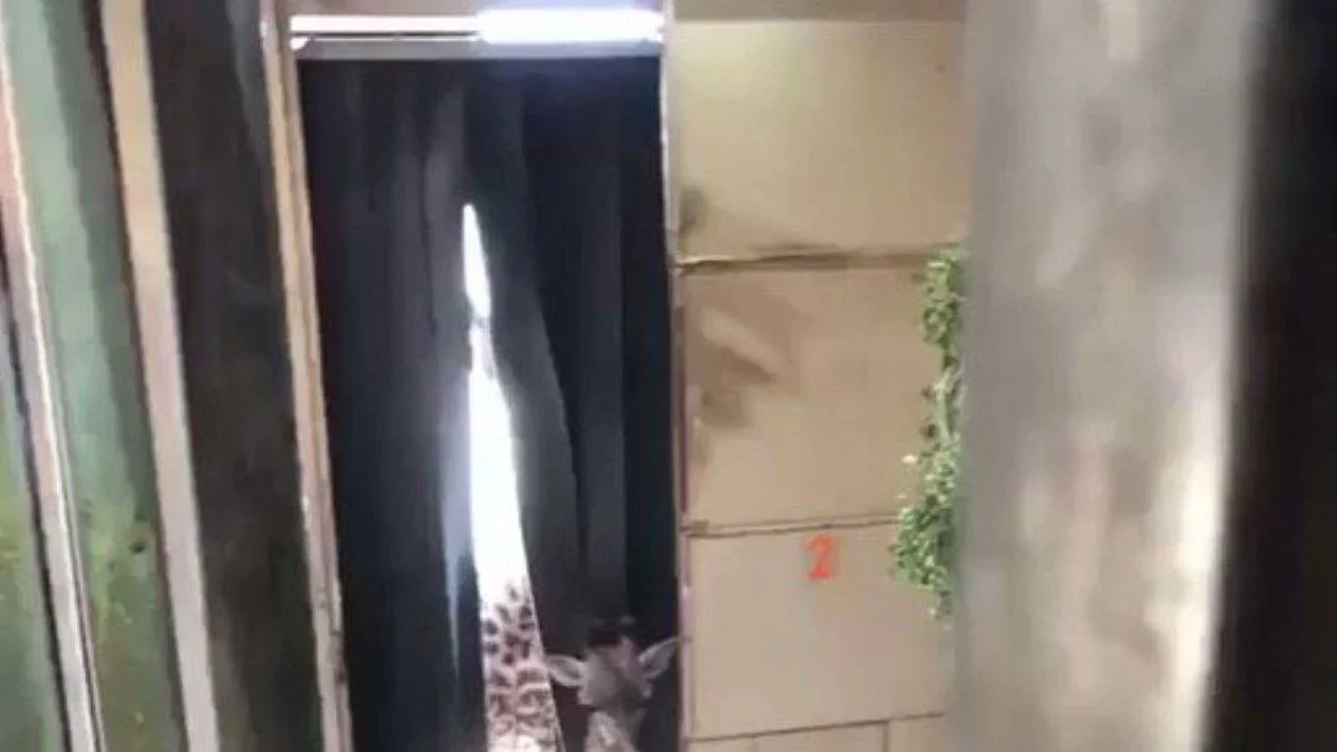 Baba zürafa, yeni doğan yavrusunu görmeye geliyor
