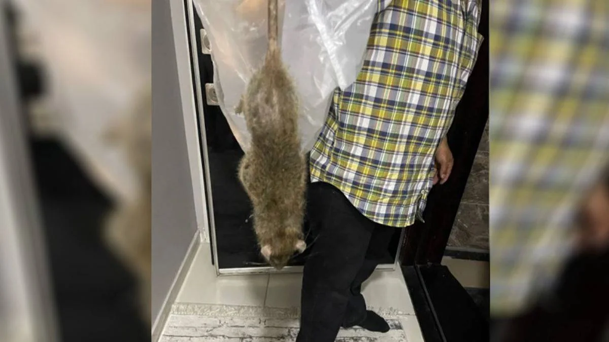 Bebek beşiğindeki dev fare paniğe neden oldu