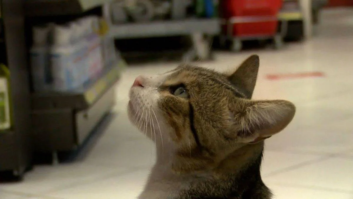 Bu kediyi görenler dayanamıyor... 'Dilenci kedi'