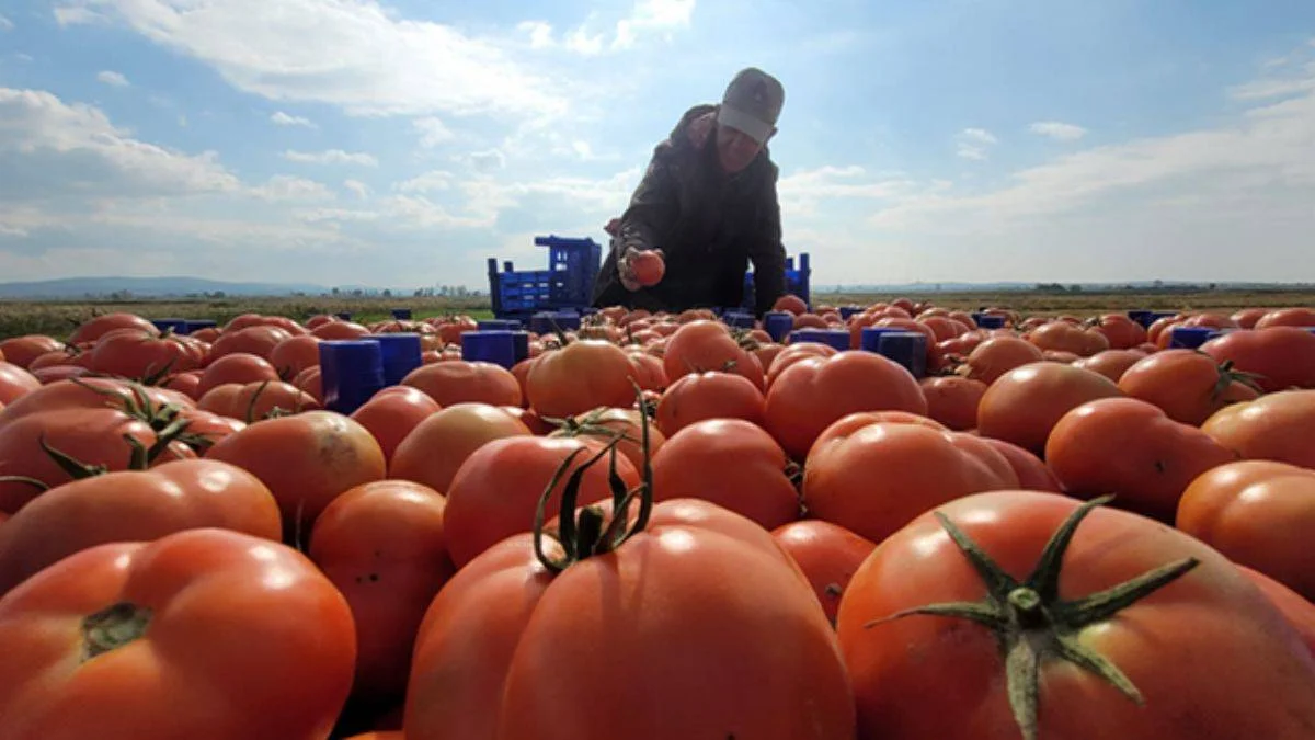 Çanakkale domatesi; toptan fiyatı 4 TL