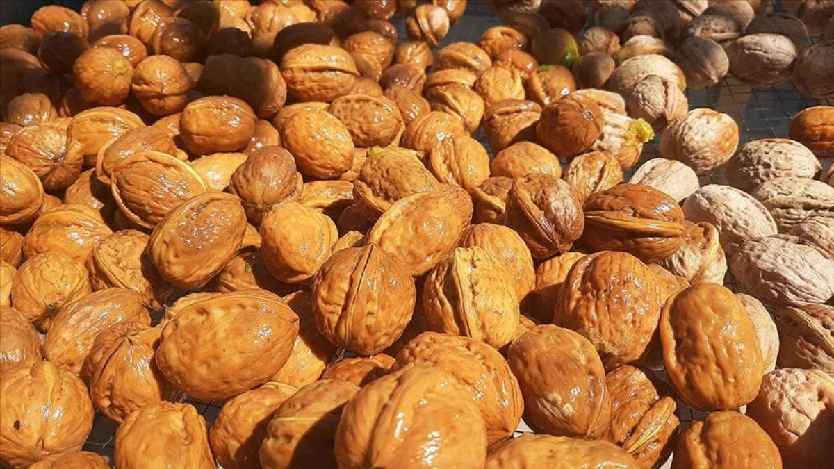 'Ceviz deposu' Kırşehir'de hasat bereketi