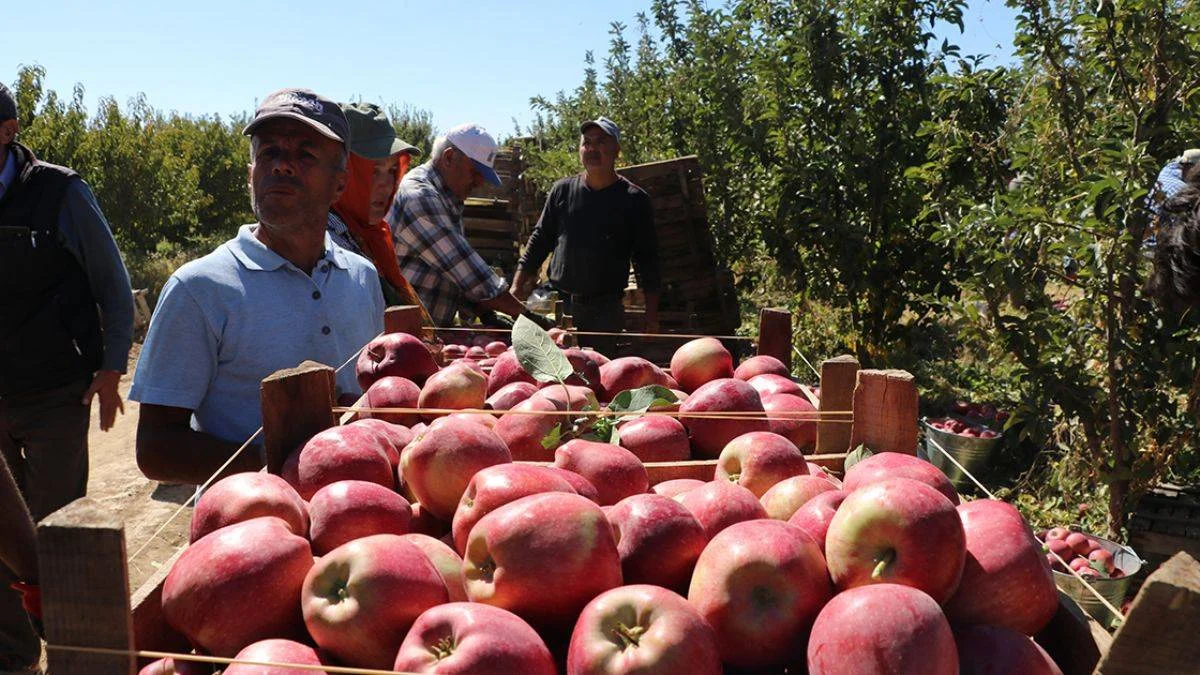 Çivril elması 'beni al' der