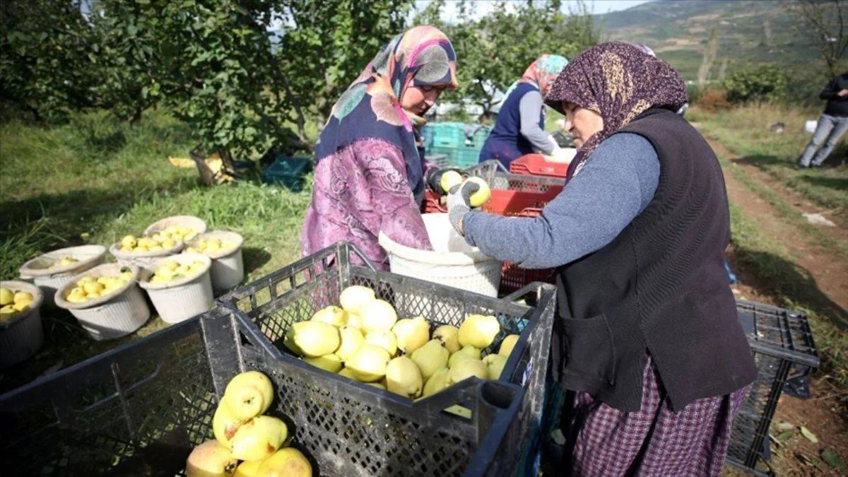 Coğrafi işaretli 'Geyve ayvası' ağaç başı 100 kilo veriyor