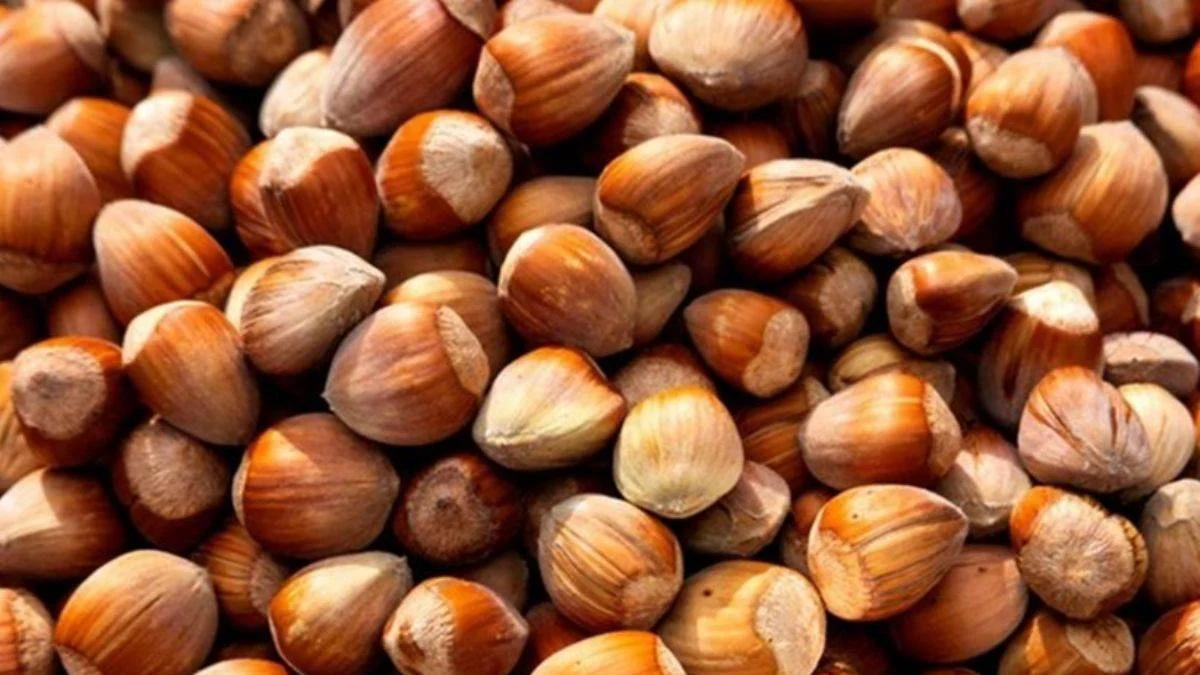 Fındık kilo aldırıyor mu?