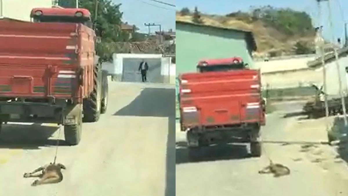 İsyan ettiren olay! Traktörün römorkuna bağladığı köpeği metrelerce sürükledi
