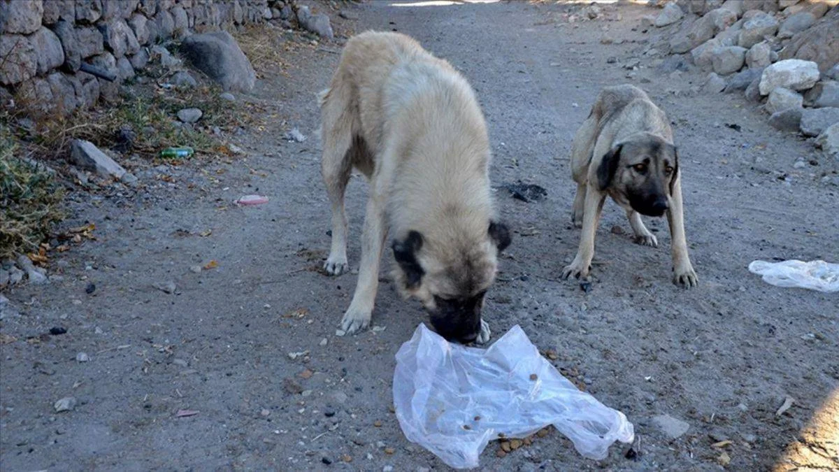 Konya'da 'köpeklerin diri diri gömüldüğü' iddiasıyla ilgili soruşturma başlatıldı