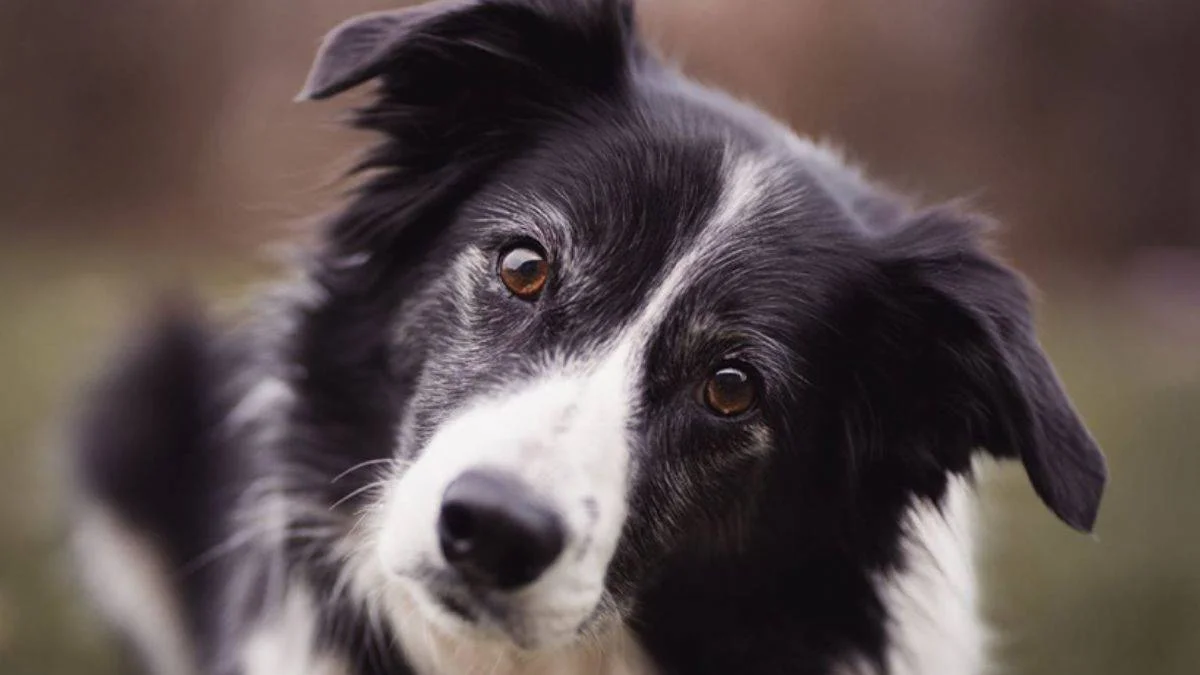 Köpeklerin ilginç özelliği: 2 ay akıllarında tutabiliyor