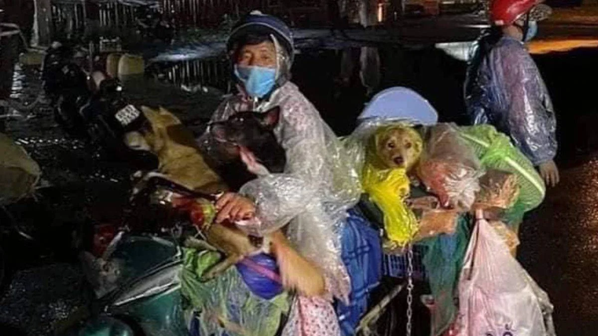 Koronavirüse yakalanan çiftin 15 köpek ve kedisi yakılarak katledildi
