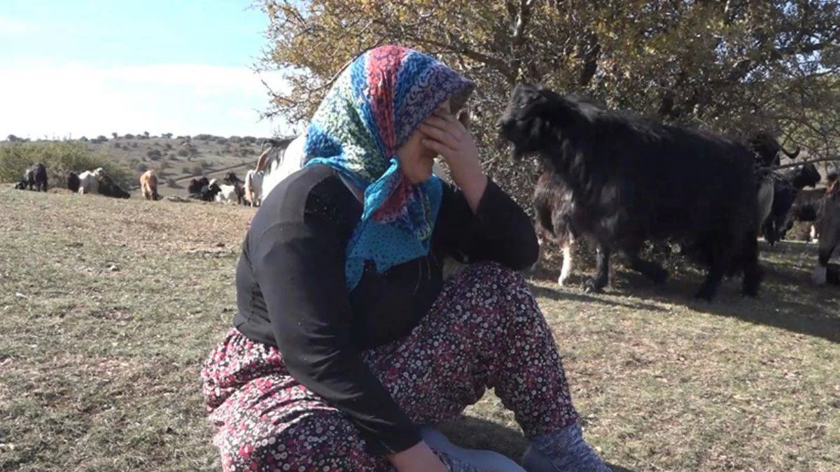 Kurt saldırısında 60 keçisi öldü, 'Daha borçlarını verememiştik' diye ağladı