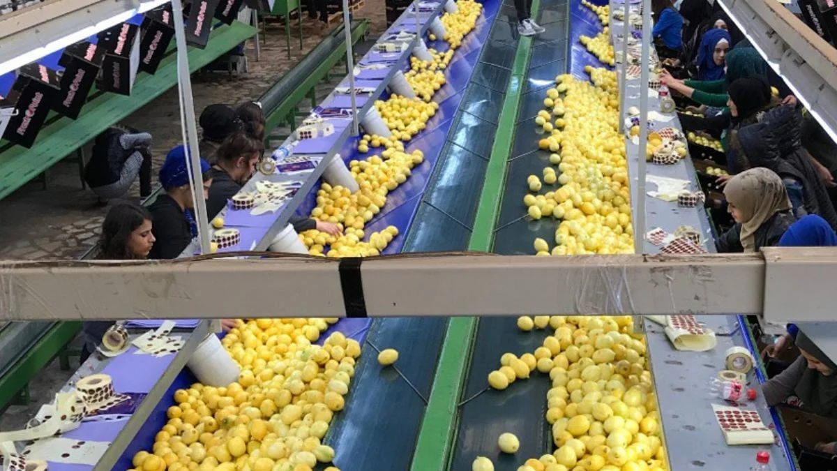 Limonda ihracat hedefi 300 milyon dolar