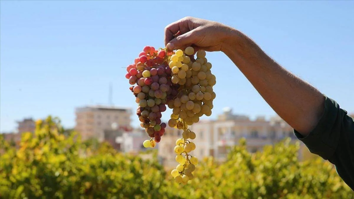 Mardin'de 23 çeşit yetişiyor; en güzeli tescilli Karfoki