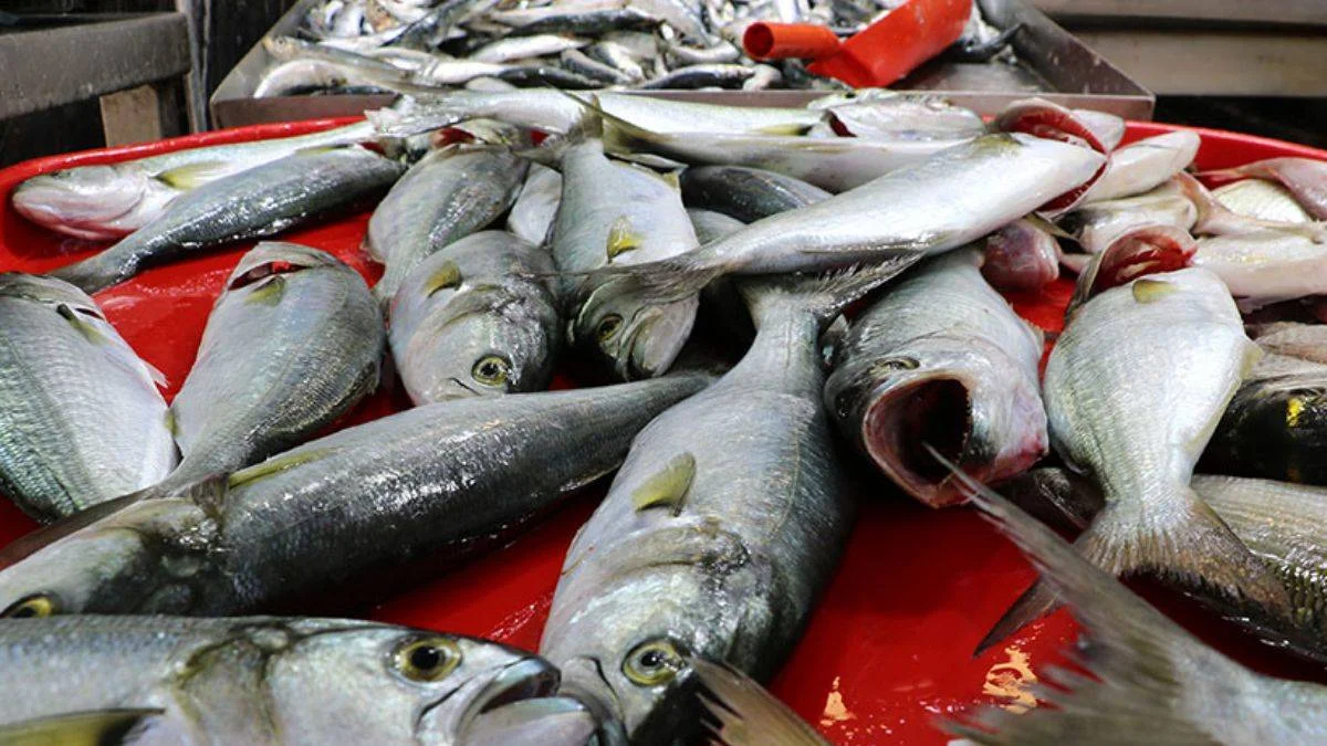 Marmara'da lüfer bolluğu yaşanıyor