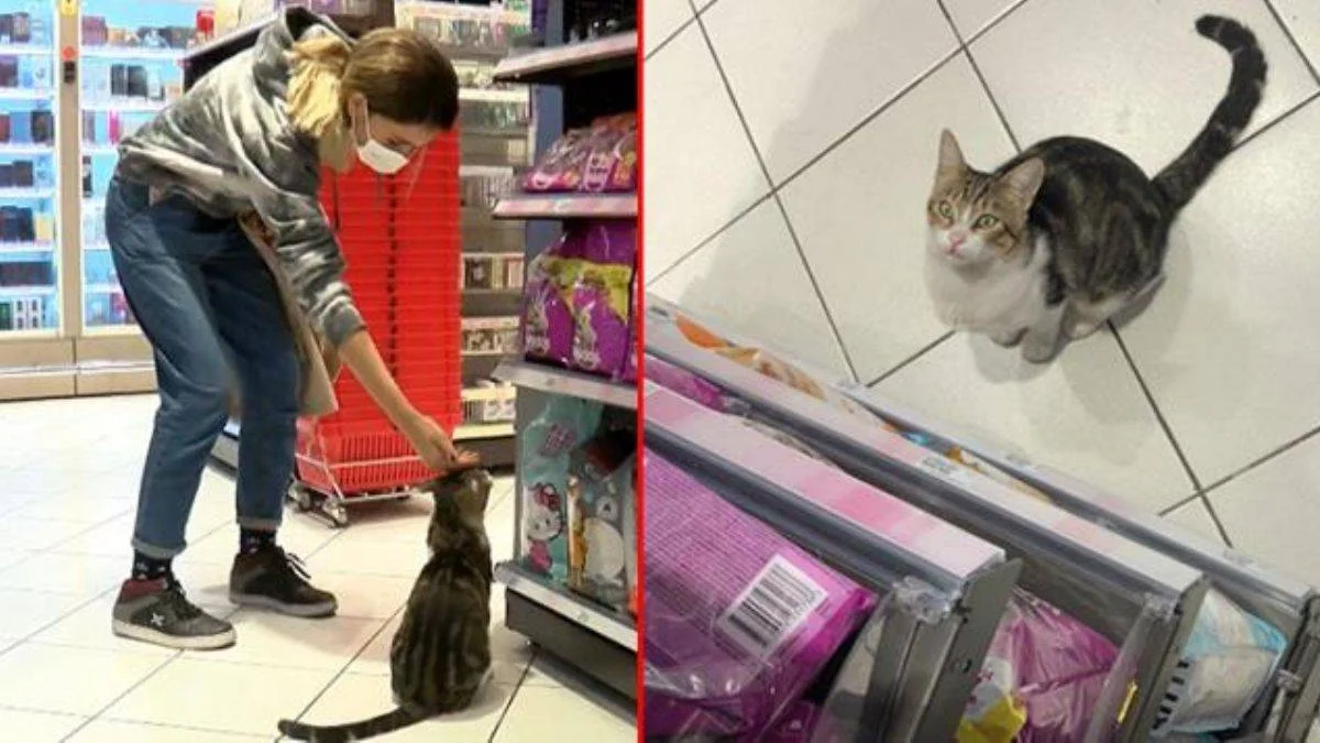 Müşterilere zorla mama aldırıyor! Adı dilenci kediye çıktı