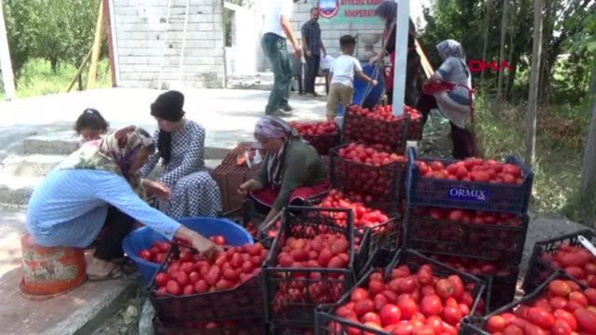 Önce kooperatif, sonra üretim tesisi kurdular