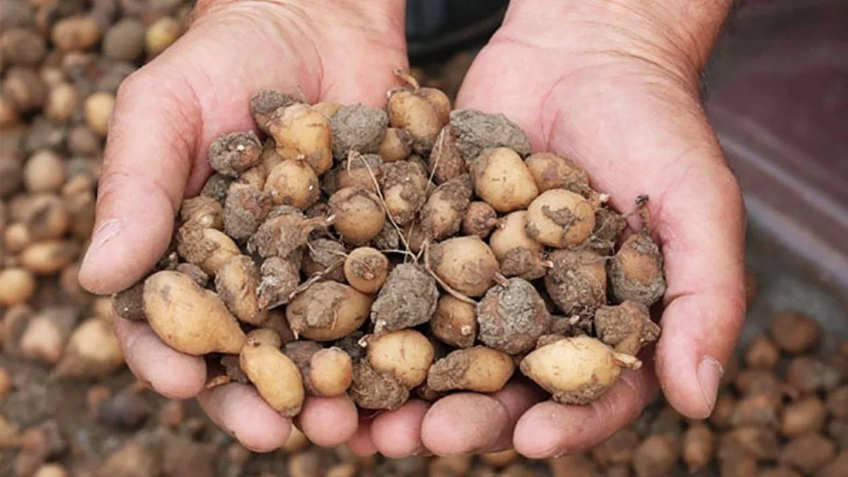 Saksıda nasıl salep yetiştirilir?