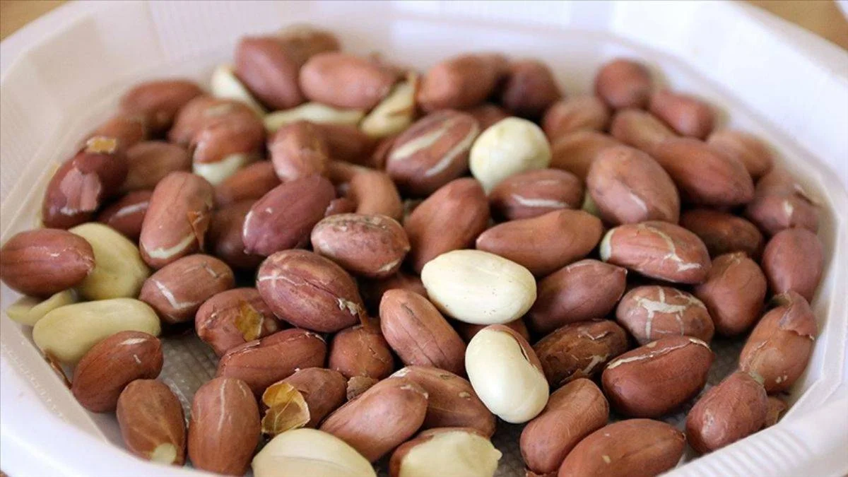 Tescilli yer fıstığı 'Ayşehanım' alternatif ürün olacak