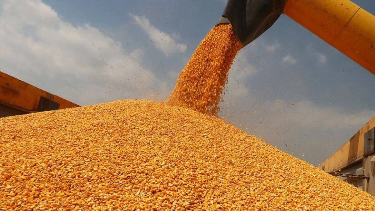 Türkiye 325 bin ton mısır ithal etti