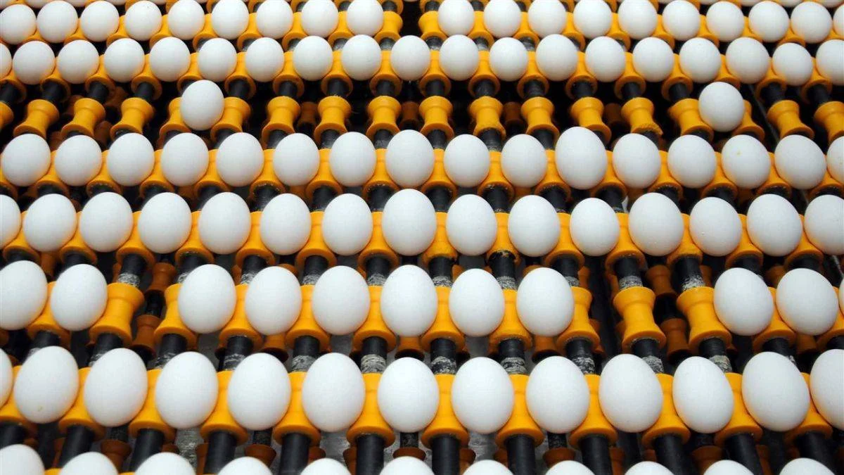Yumurta ihracatından 430 milyon dolar gelir
