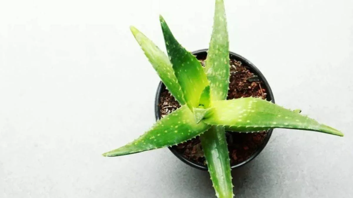 Aloe veraya limon damlatırsanız...