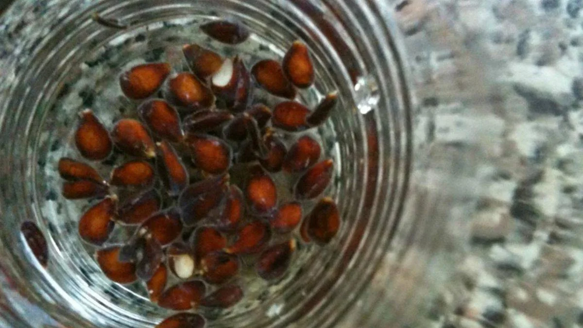 Ayva çekirdeği jeli siyah nokta oluşumunu önlüyor
