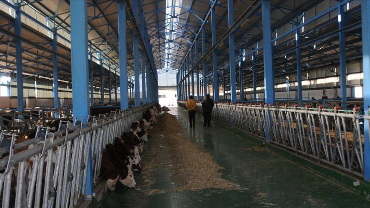 Devlet desteğiyle kurdu, günlük 1500 litre süt üretiyor